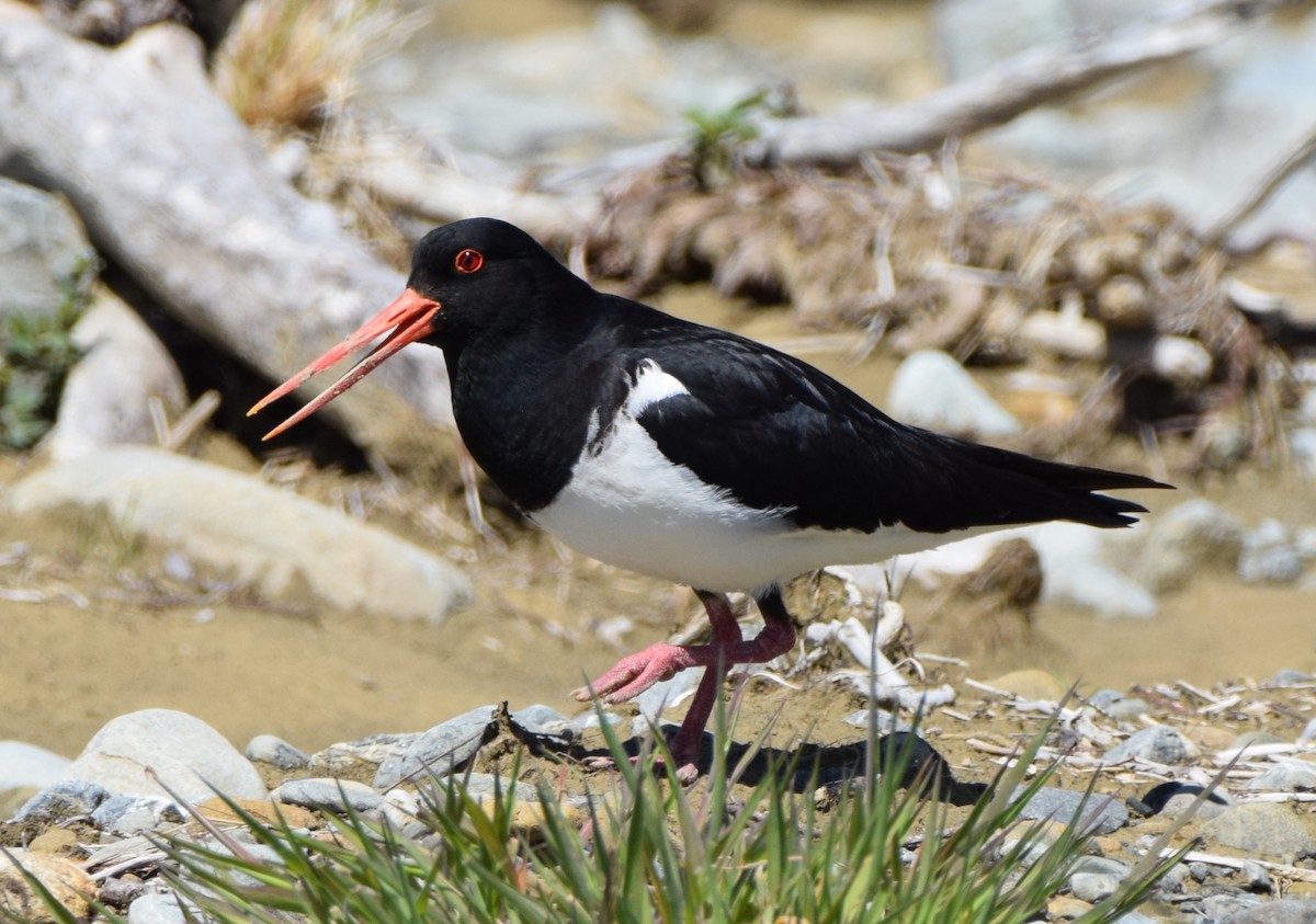South Island Oystercatcher - ML646474647