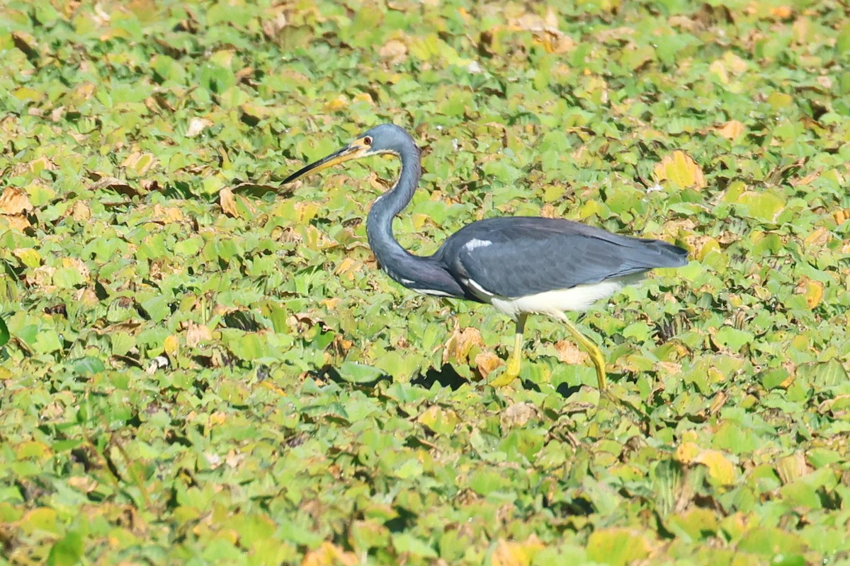 Tricolored Heron - ML646474648