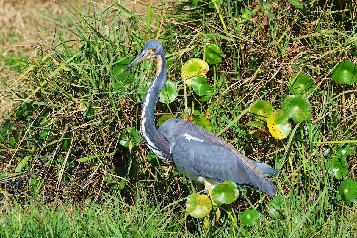 Tricolored Heron - ML646474649