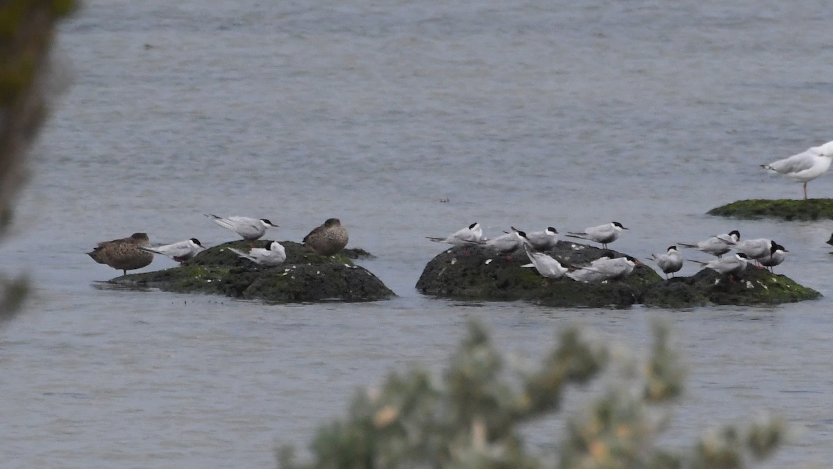 Белощёкая крачка - ML646474650