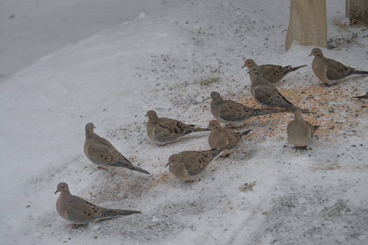 Mourning Dove - ML646474651