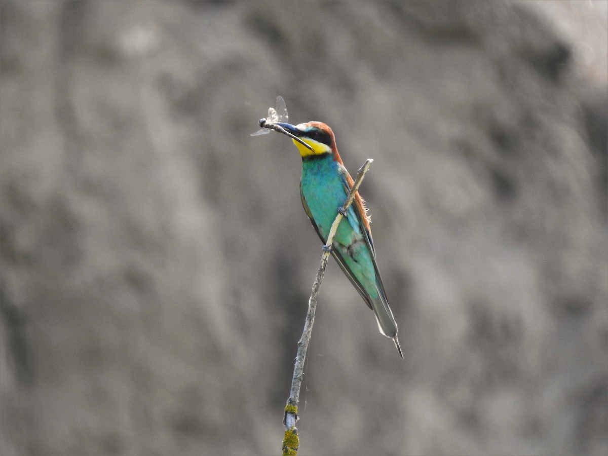 European Bee-eater - ML646474653