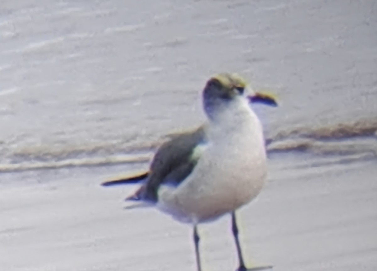 racek karibský - ML646474654