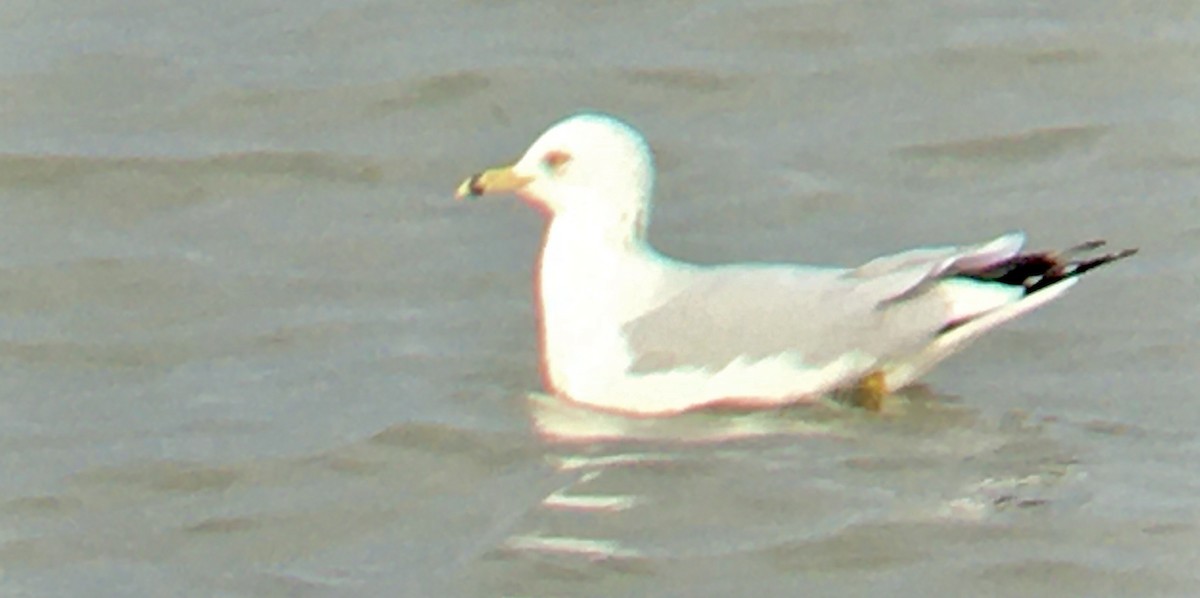 ringnebbmåke - ML646474655