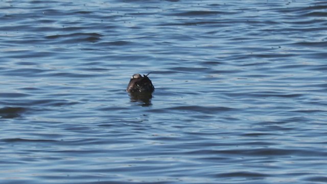 chaluha pomořská - ML646474656