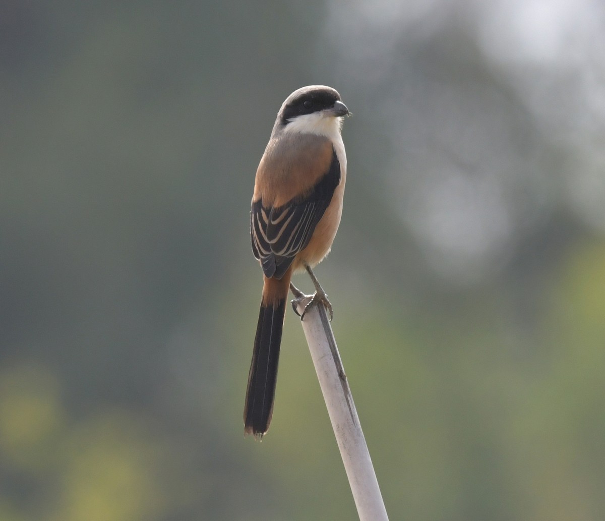 Long-tailed Shrike - ML646474658