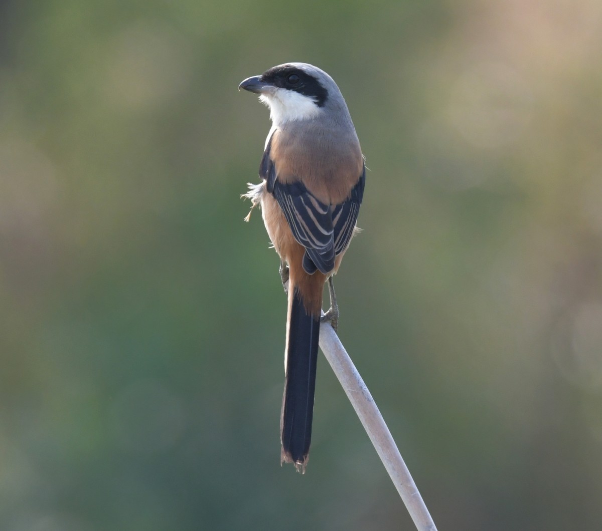 Long-tailed Shrike - ML646474659
