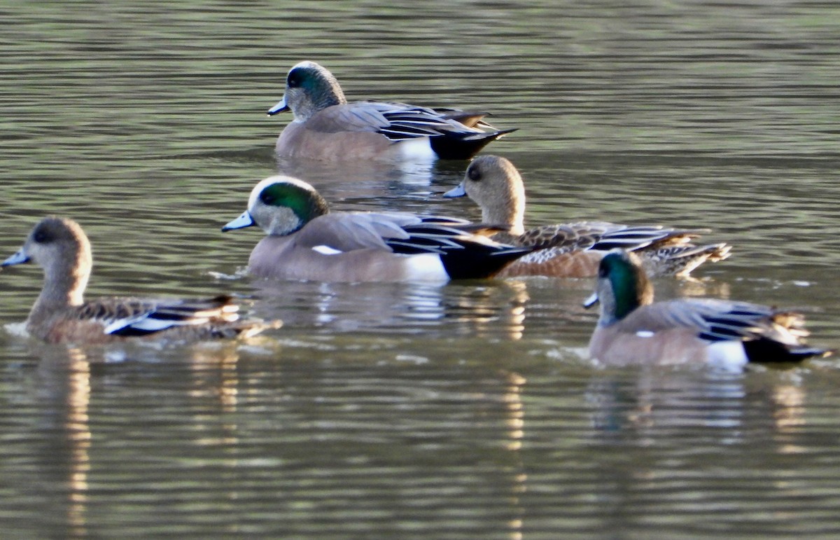 アメリカヒドリ - ML646474660