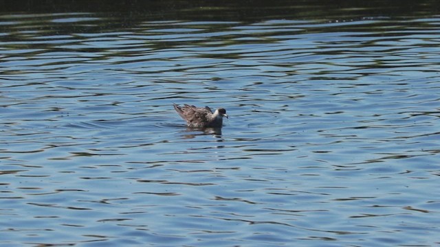 chaluha pomořská - ML646474661