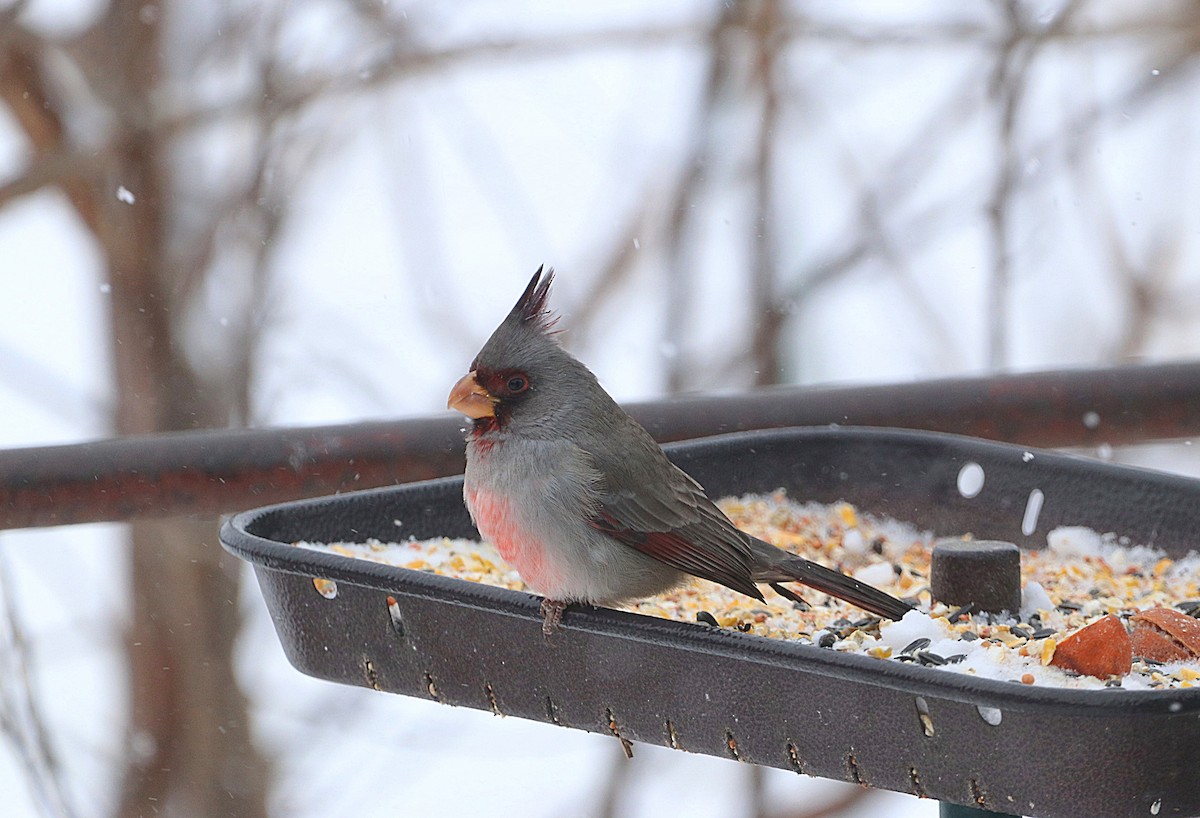 Pyrrhuloxia - ML646474662