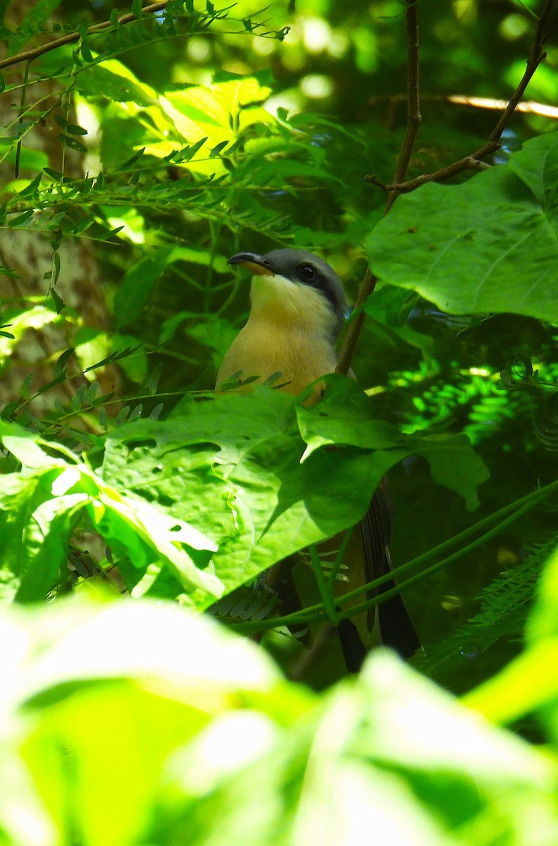 Mangrove Cuckoo - ML646474663