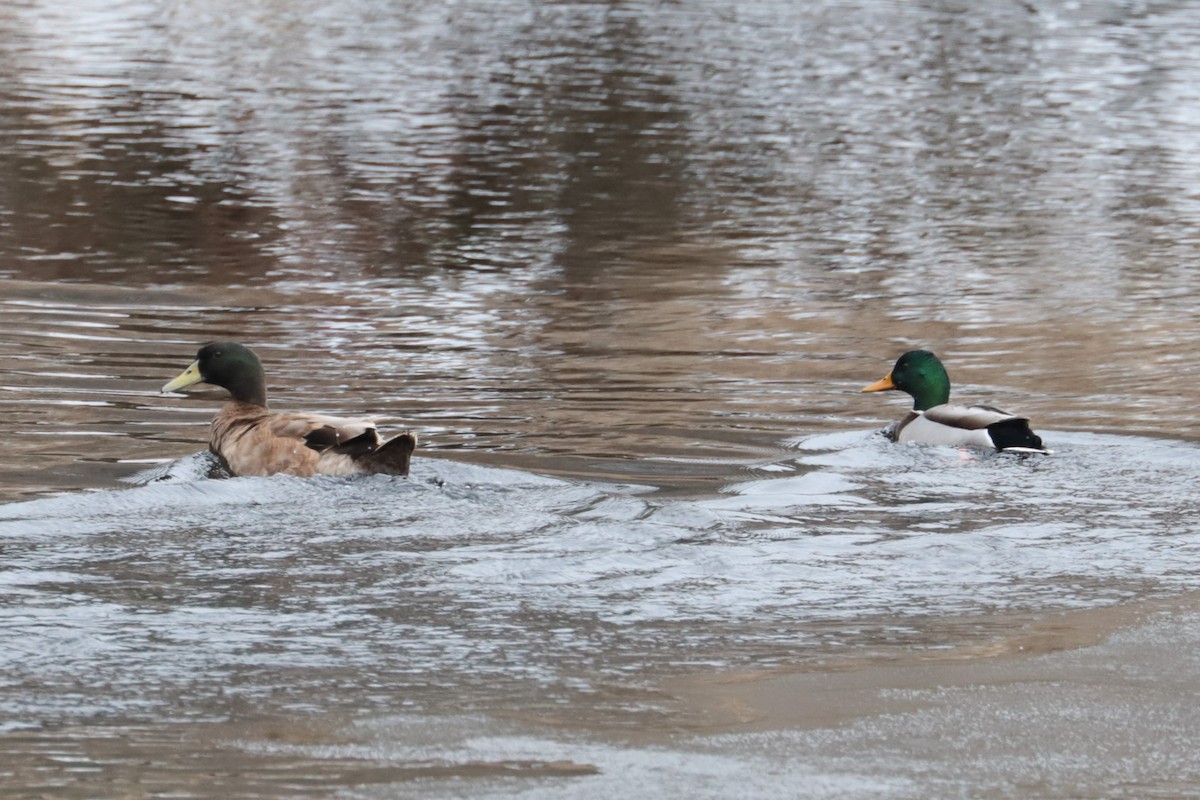 duck sp. - ML646474676