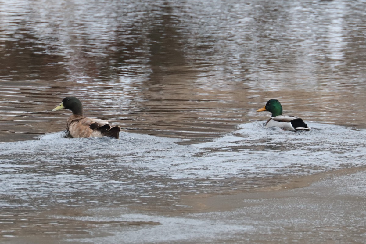 duck sp. - ML646474677