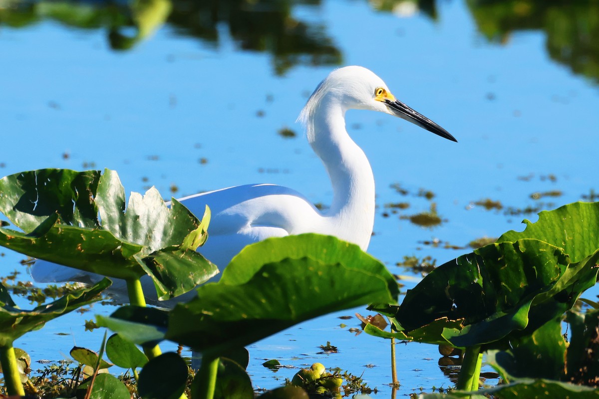 Snowy Egret - ML646474678