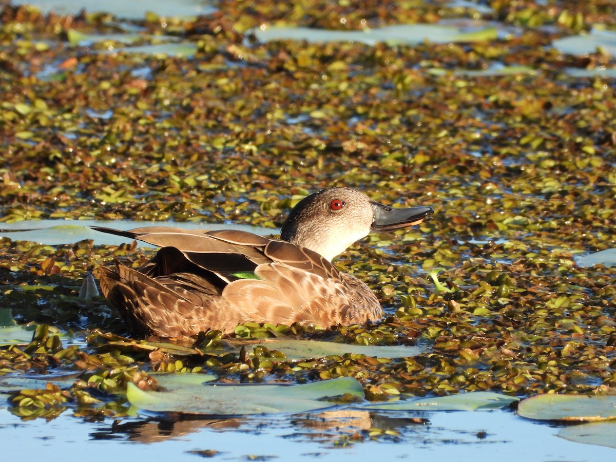 Gray Teal - ML646474681