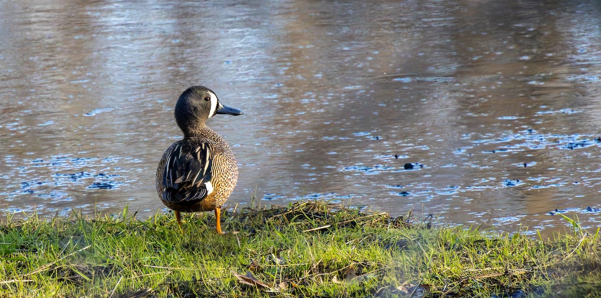 Blue-winged Teal - ML646474682