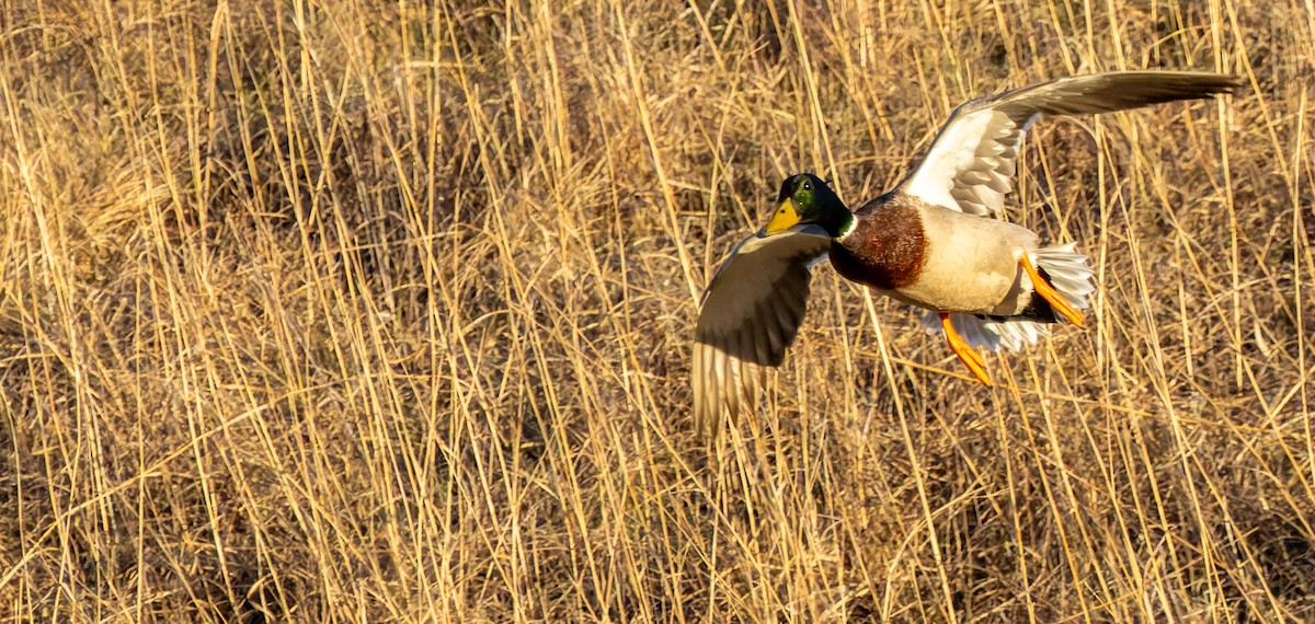 Mallard - ML646474684