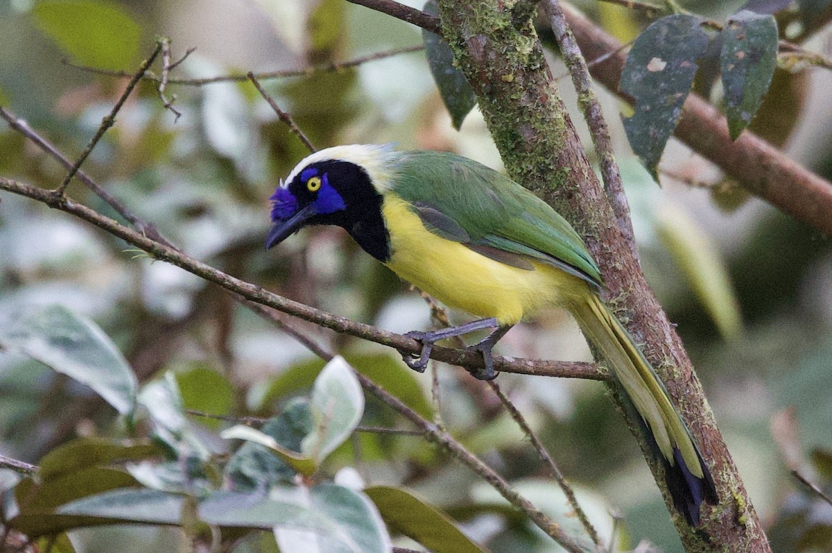 Yeşil Karga [yncas grubu] - ML646474685