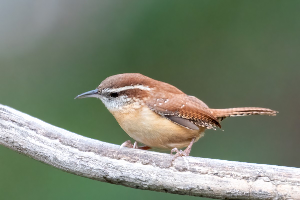 karolinasmett - ML646474686