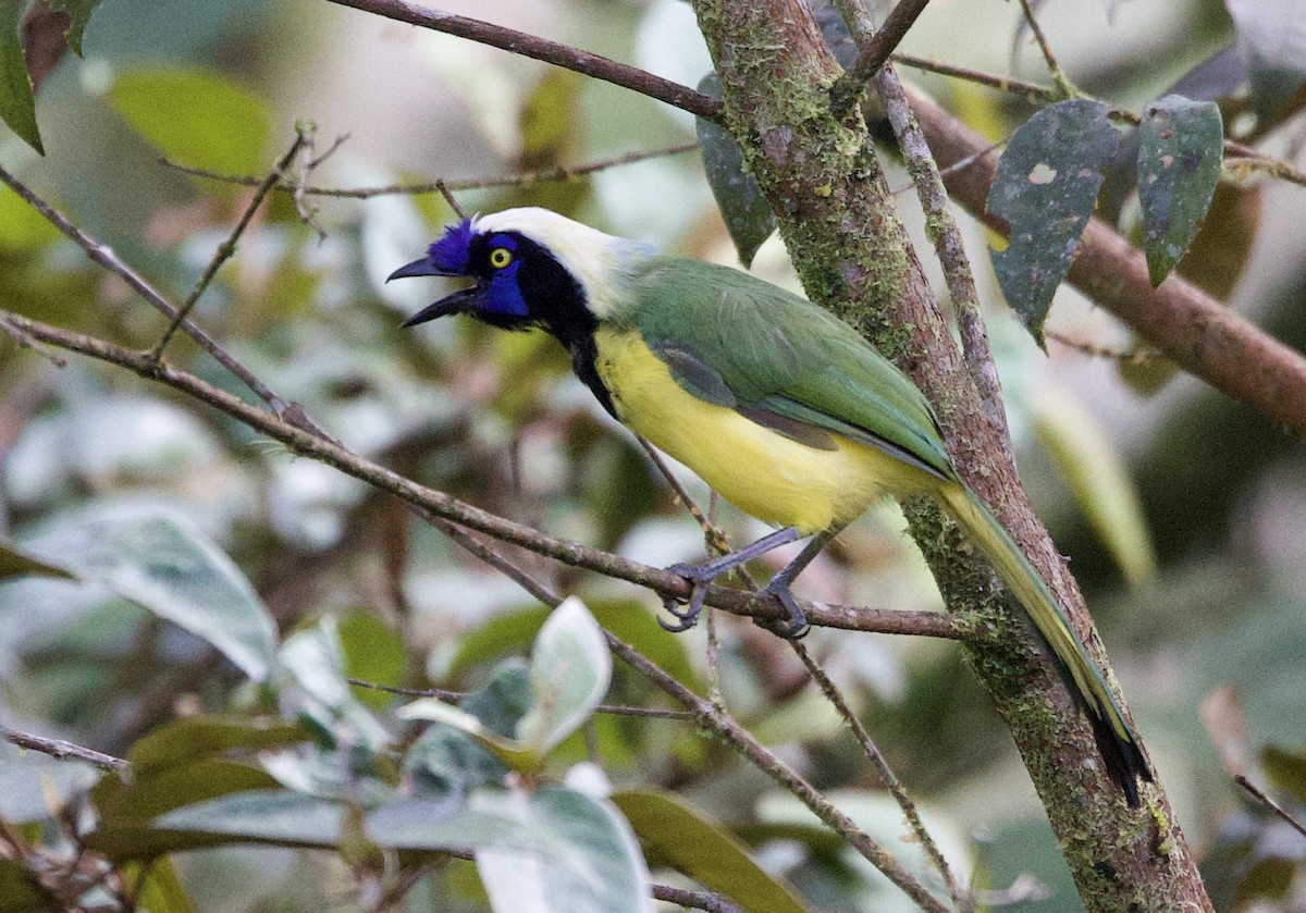 Yeşil Karga [yncas grubu] - ML646474689