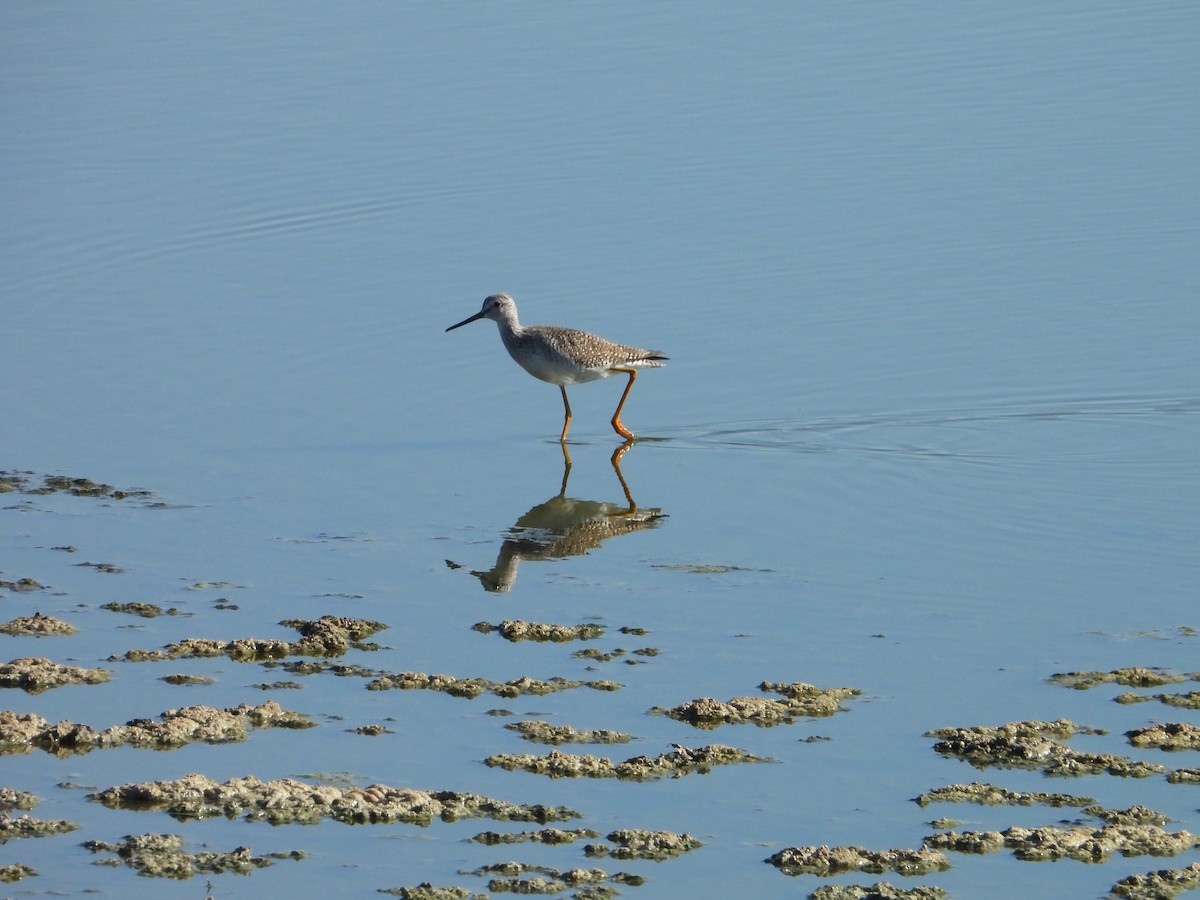 Lesser Yellowlegs - ML646474690