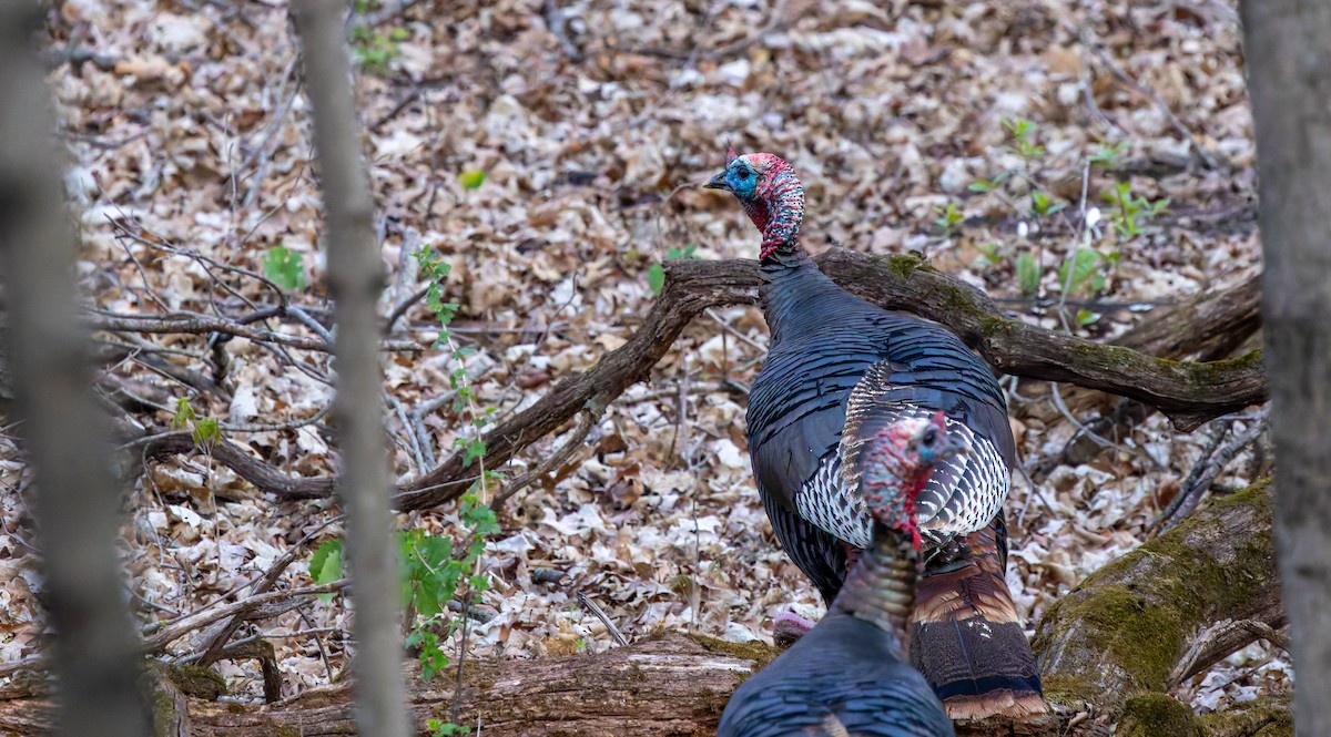 Wild Turkey - ML646474691