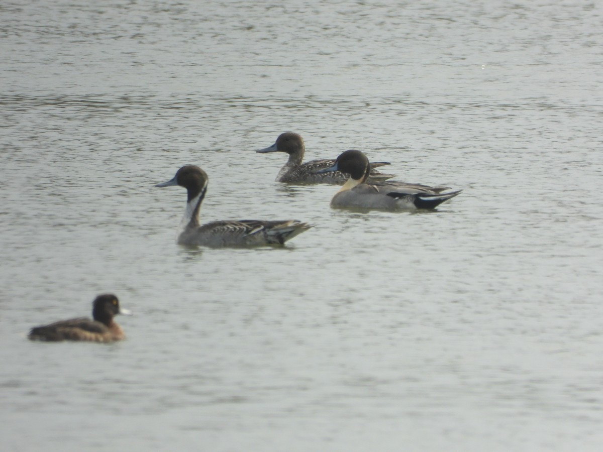 Northern Pintail - ML646474692