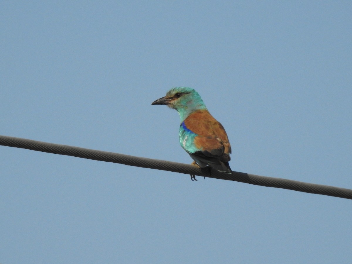 European Roller - ML646474693