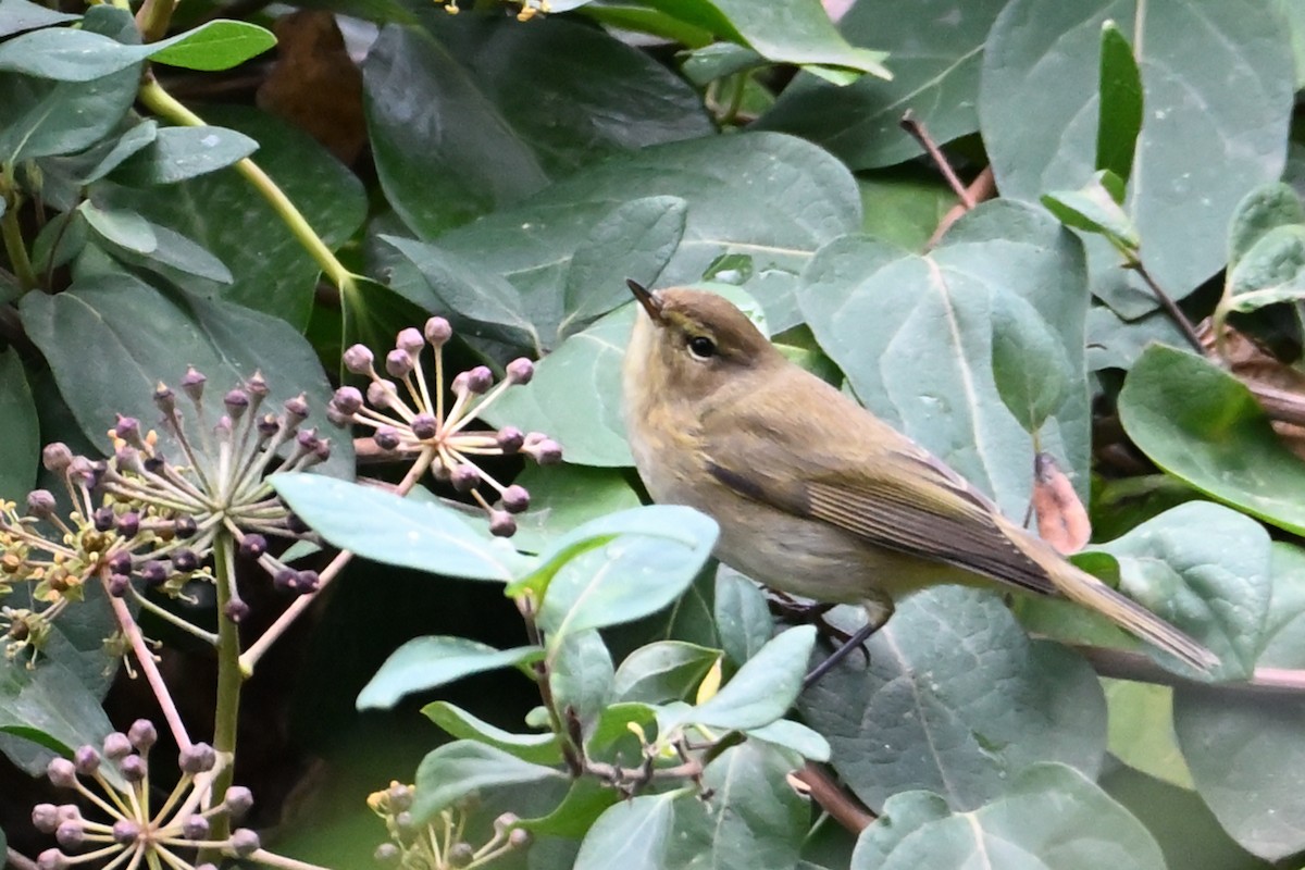 嘰喳柳鶯 - ML646474694