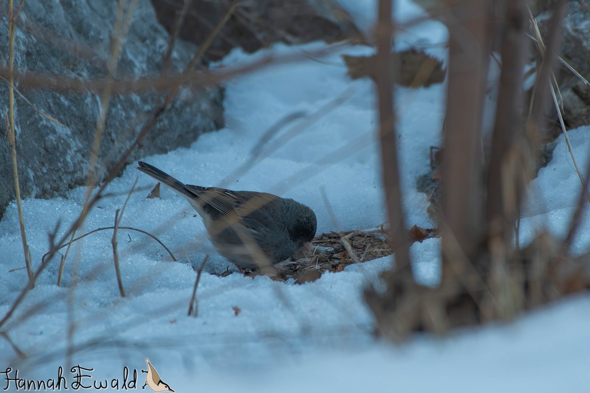 Dark-eyed Junco - ML646474695
