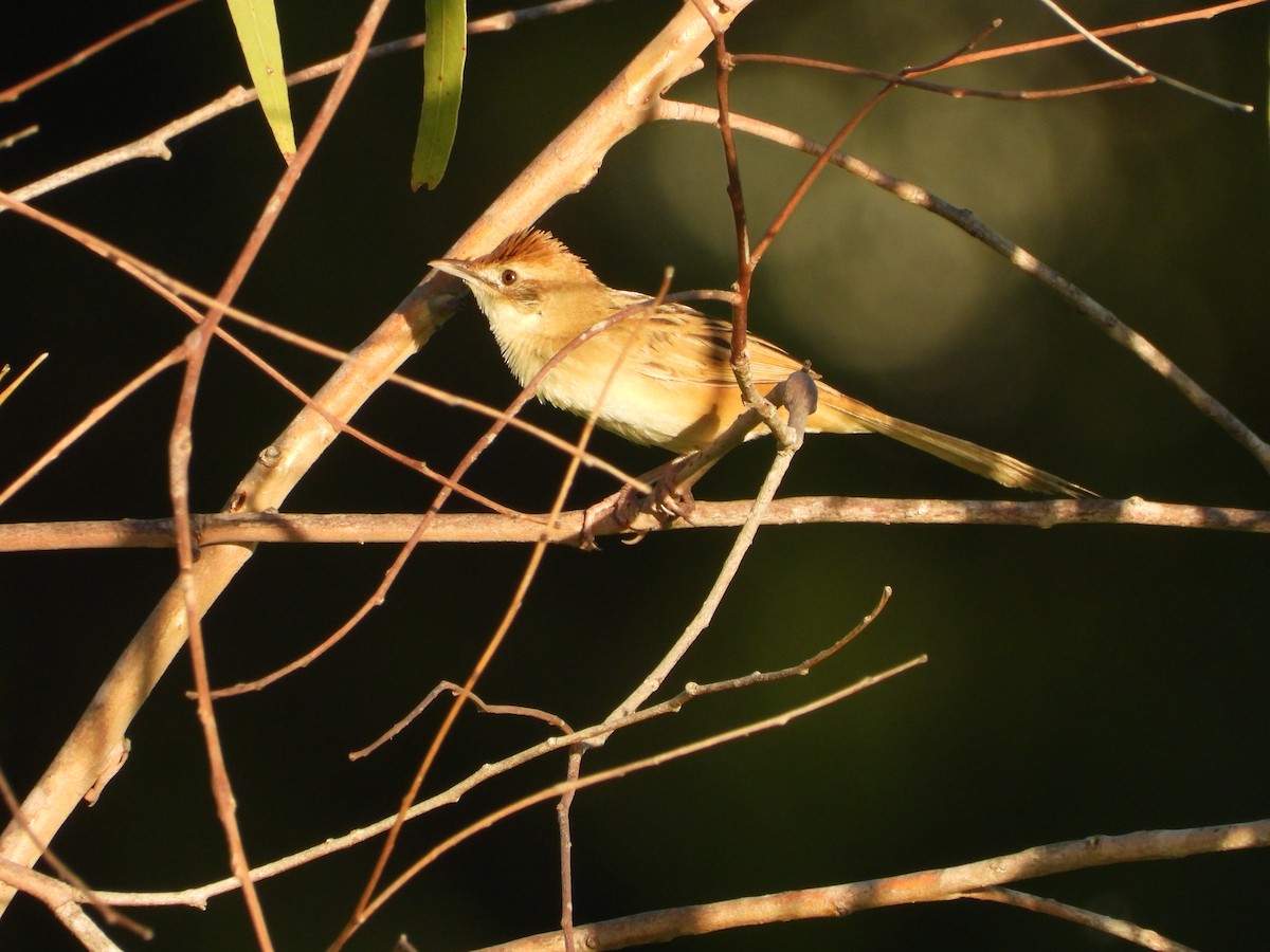 Tawny Grassbird - ML646474696