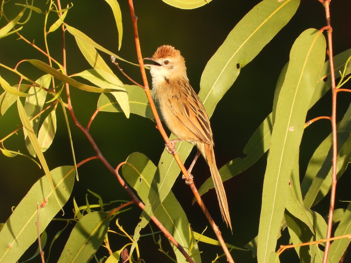 Tawny Grassbird - ML646474697