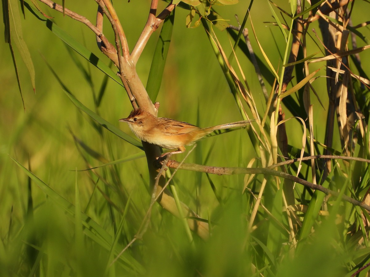 Tawny Grassbird - ML646474698