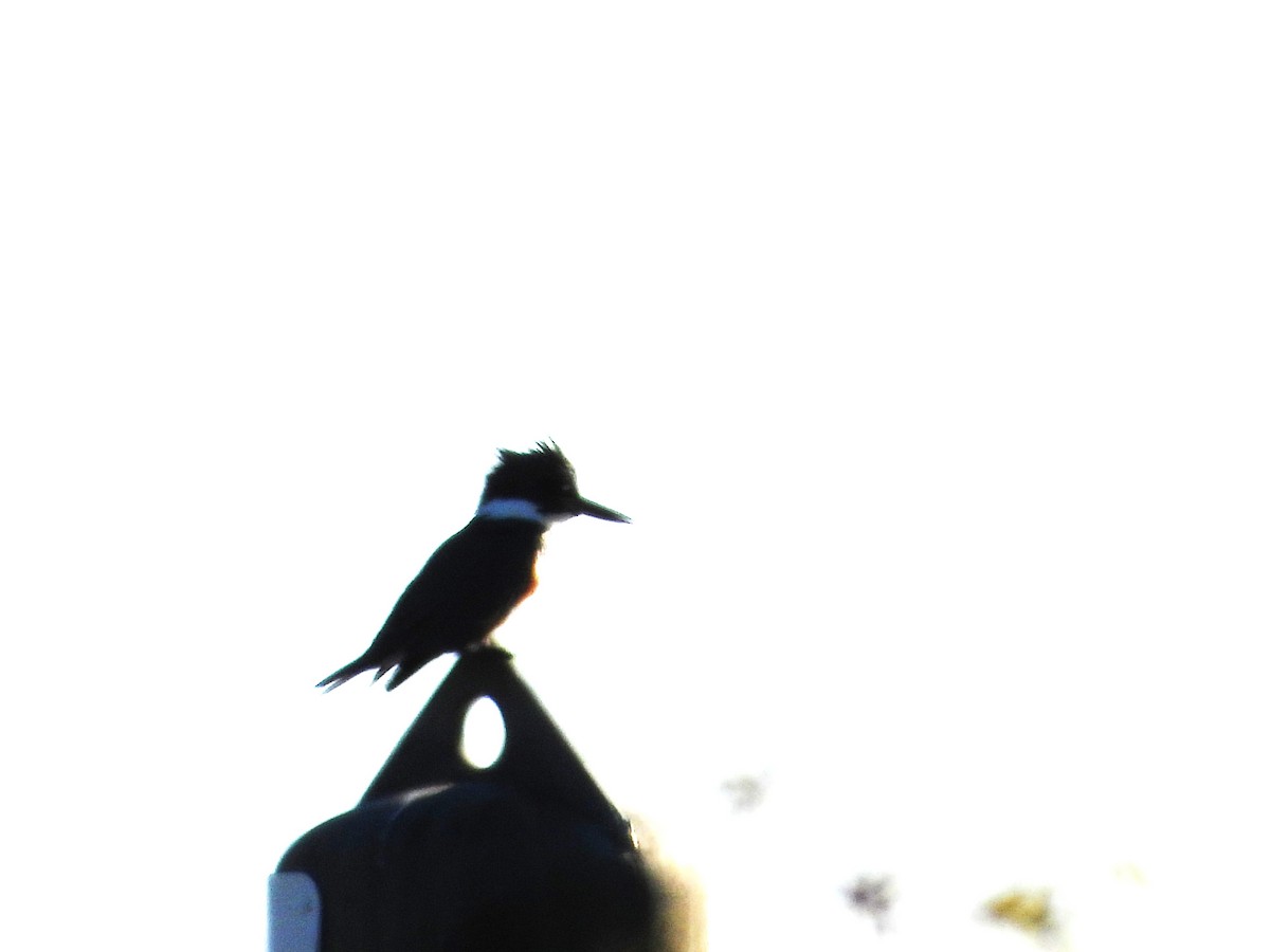 Belted Kingfisher - ML646474703