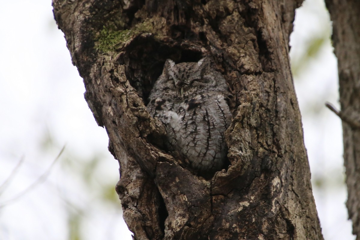 Eastern Screech-Owl - ML646474704