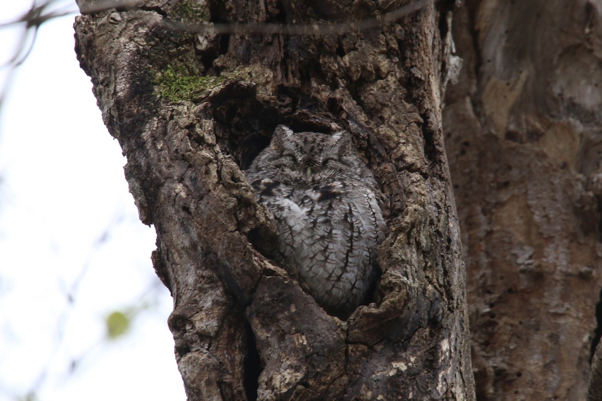 Eastern Screech-Owl - ML646474705