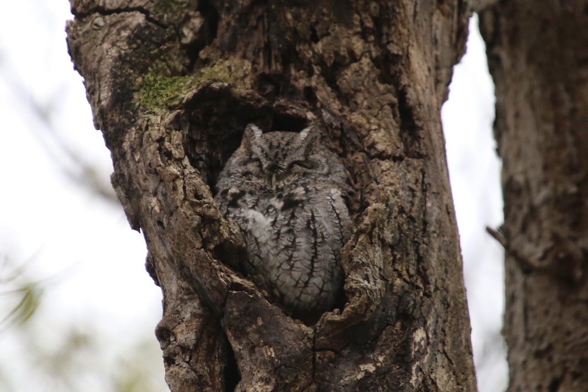Eastern Screech-Owl - ML646474706