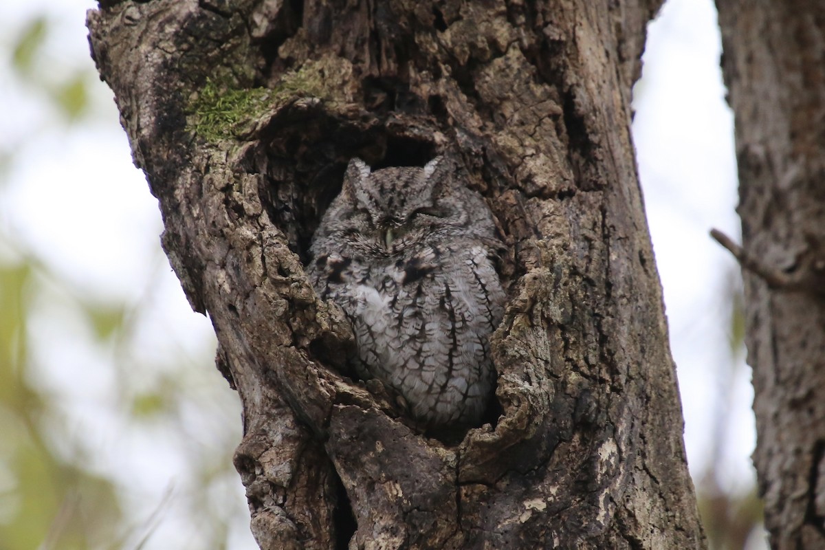 Eastern Screech-Owl - ML646474707