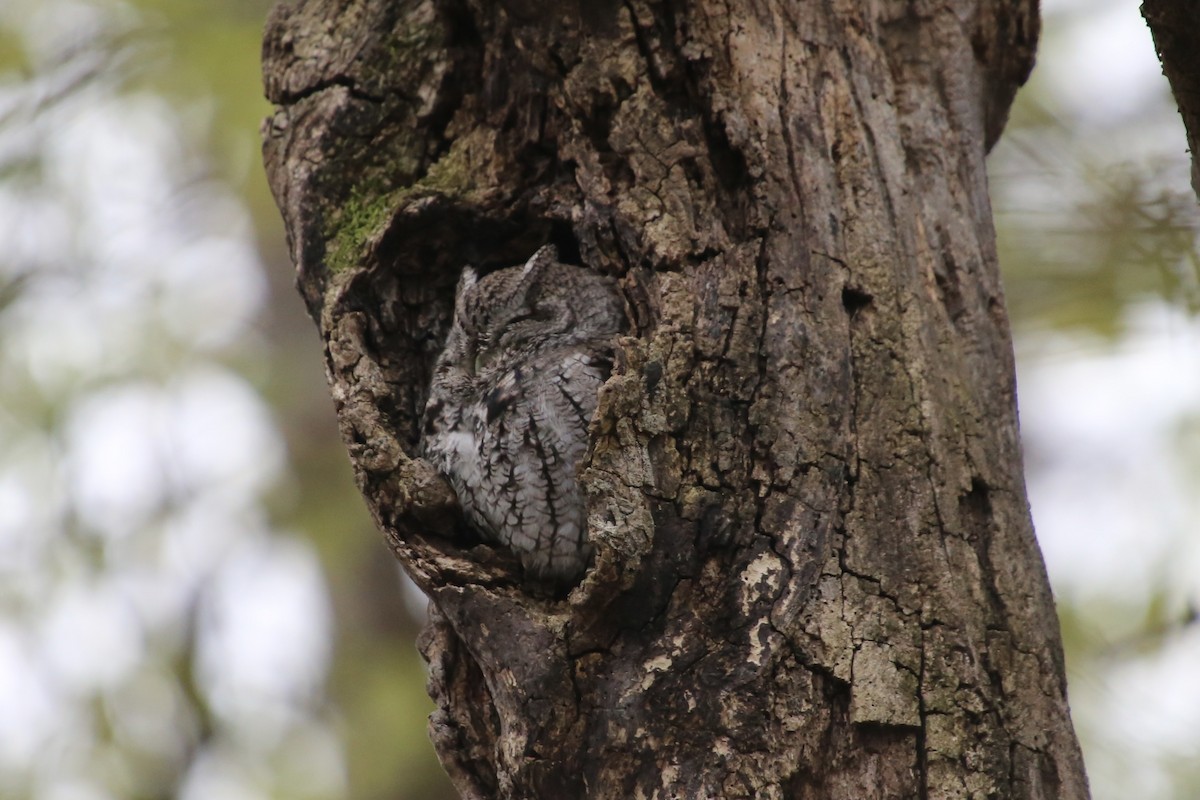 Eastern Screech-Owl - ML646474708
