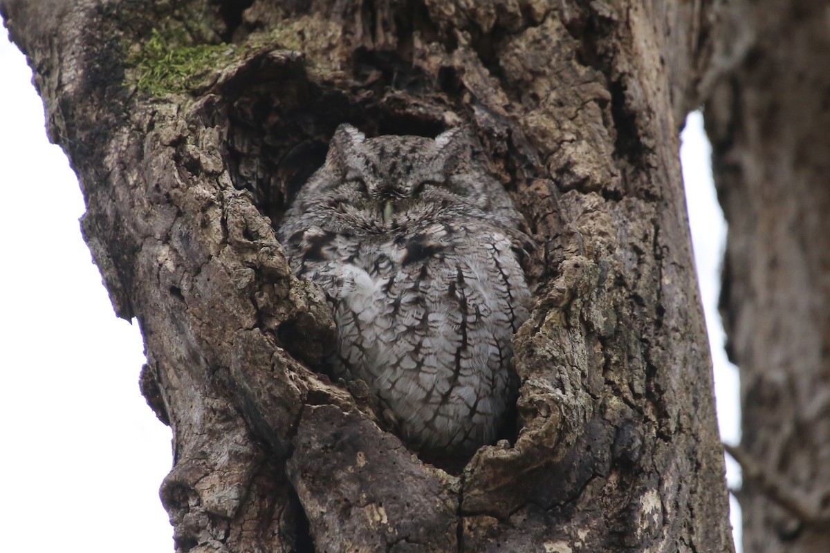Eastern Screech-Owl - ML646474709