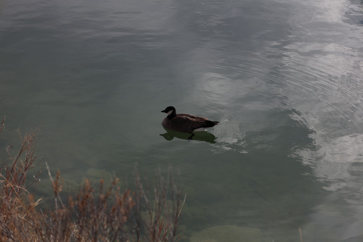 Cackling Goose - ML646474712