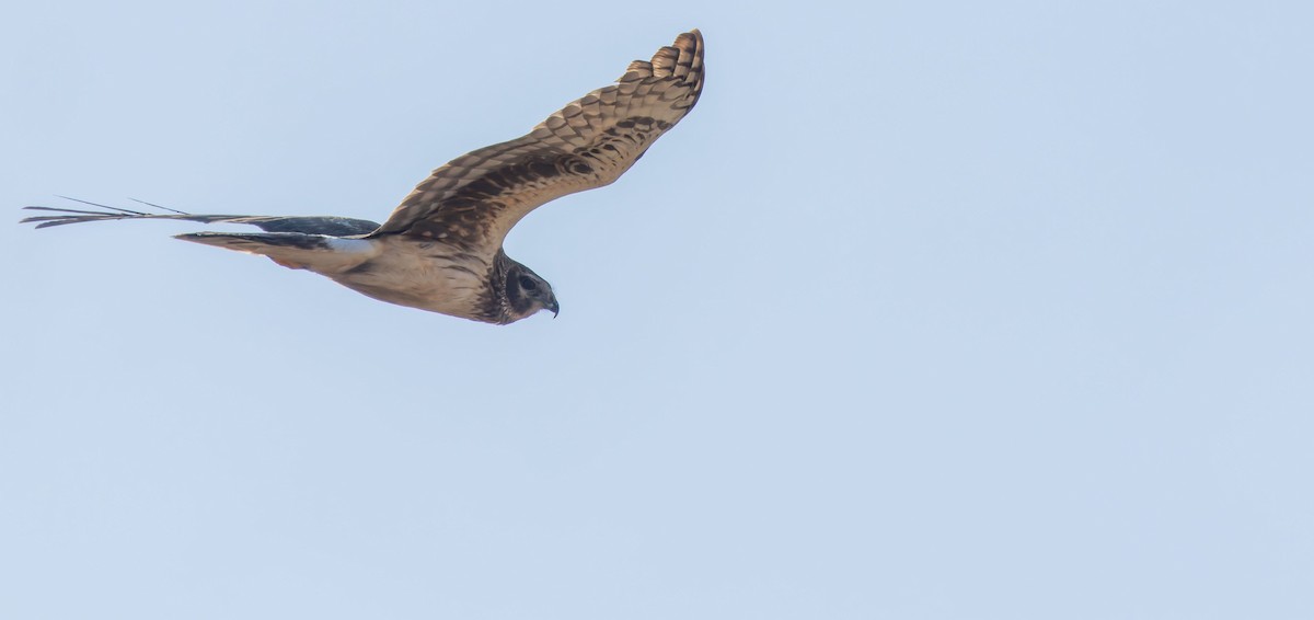 Northern Harrier - ML646474713