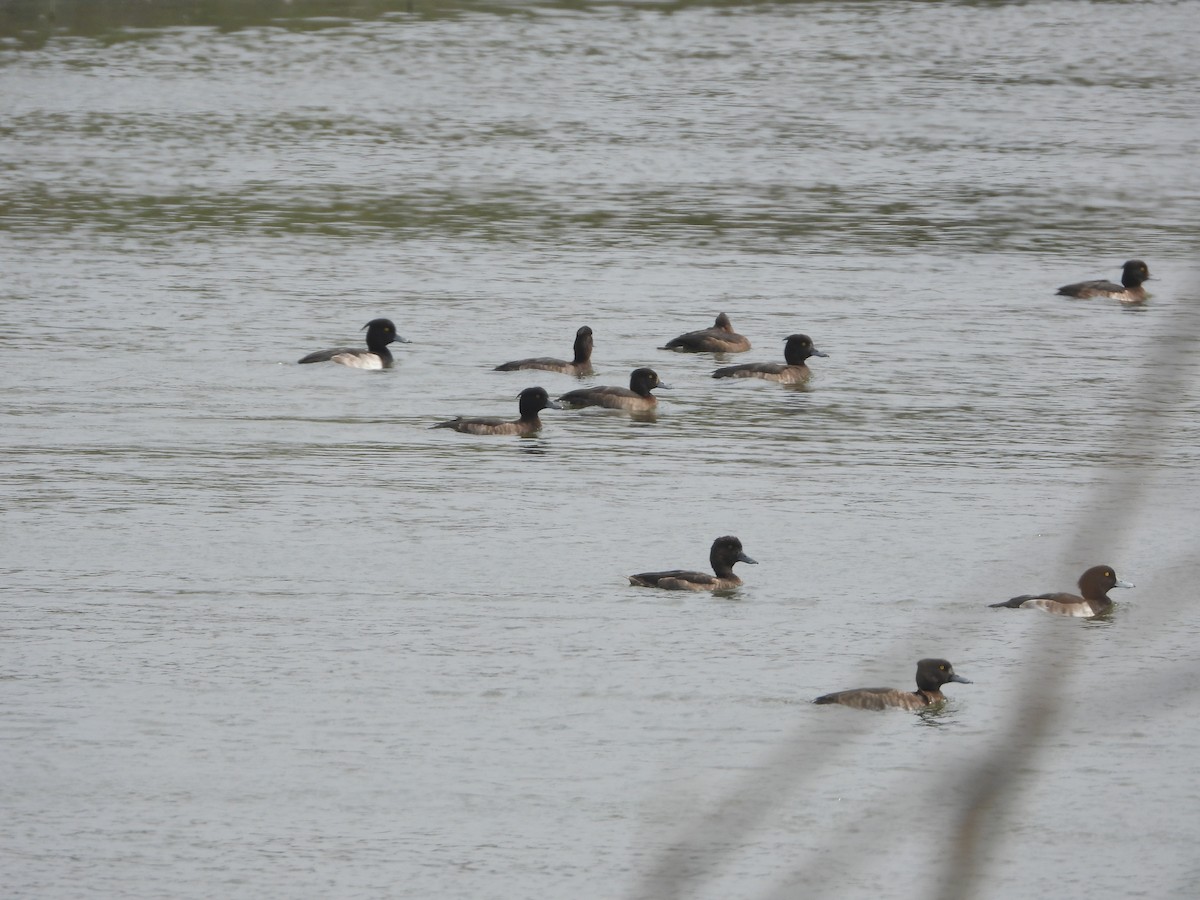 Tufted Duck - ML646474715