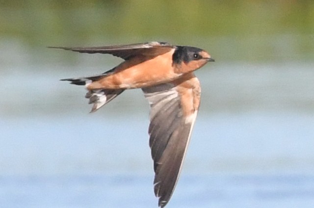 Rondine - ML646474716