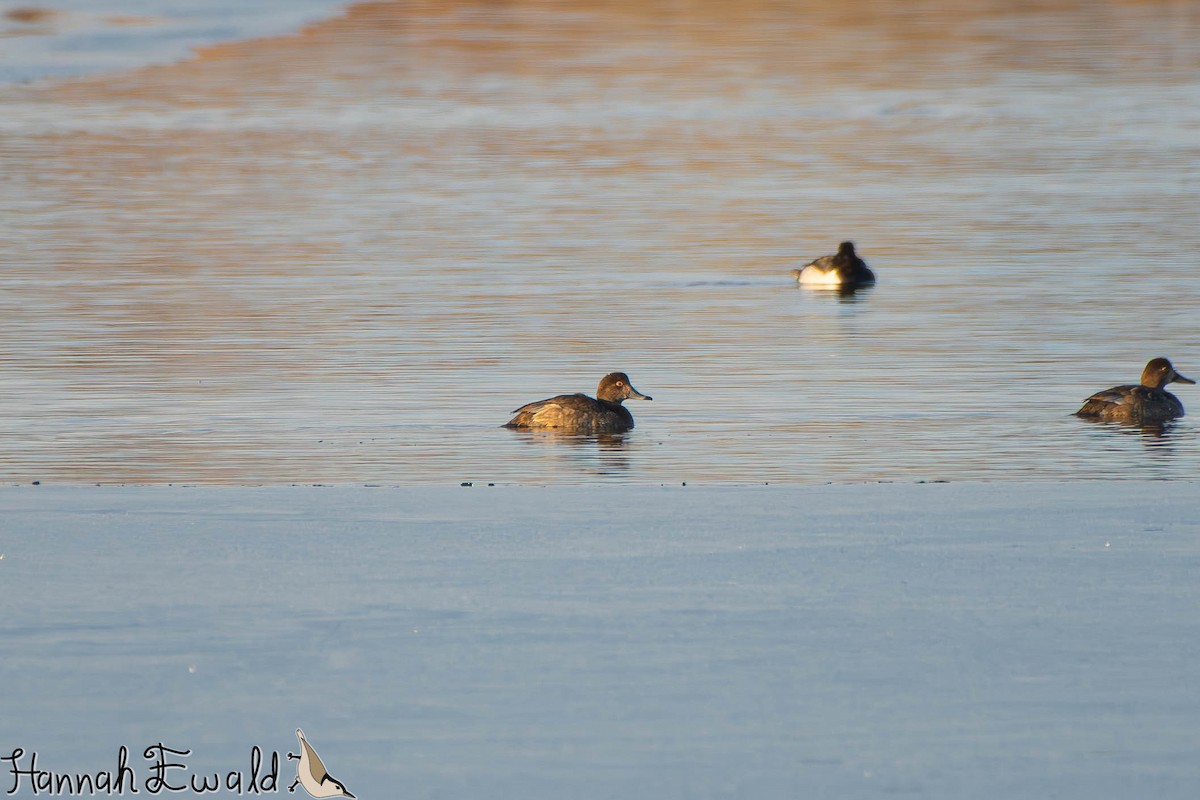 Redhead - ML646474717