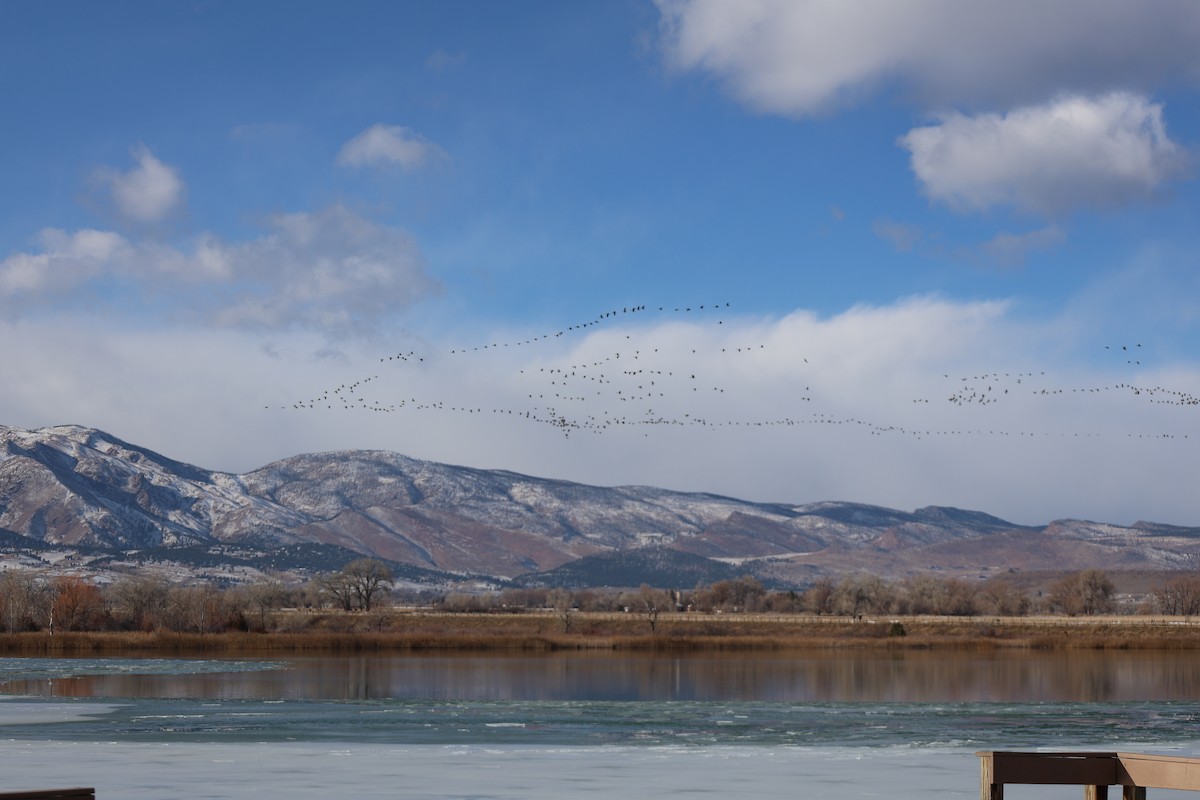 Canada Goose - ML646474719