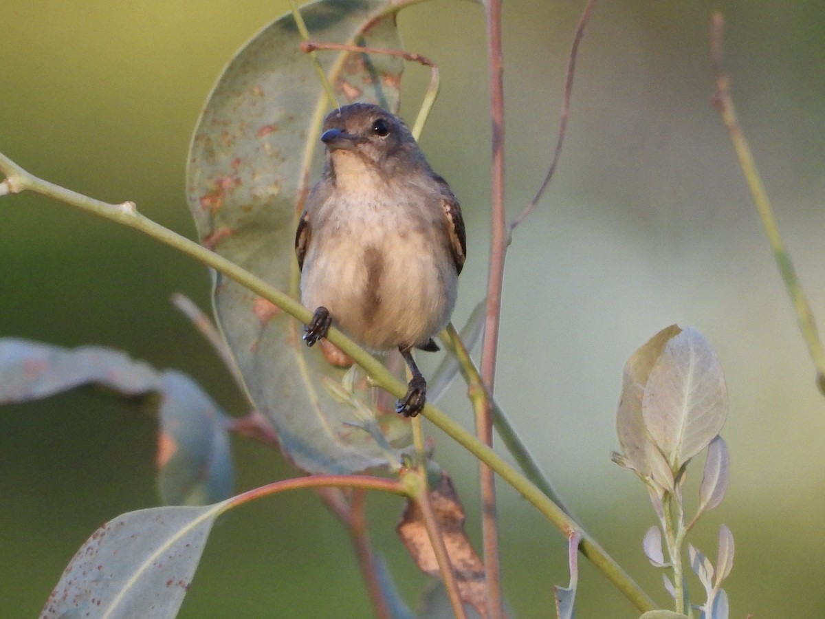 Mistletoebird - ML646474721