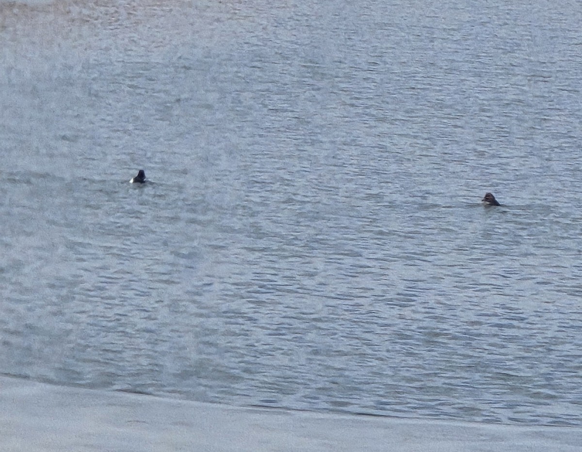 Ring-necked Duck - ML646474723