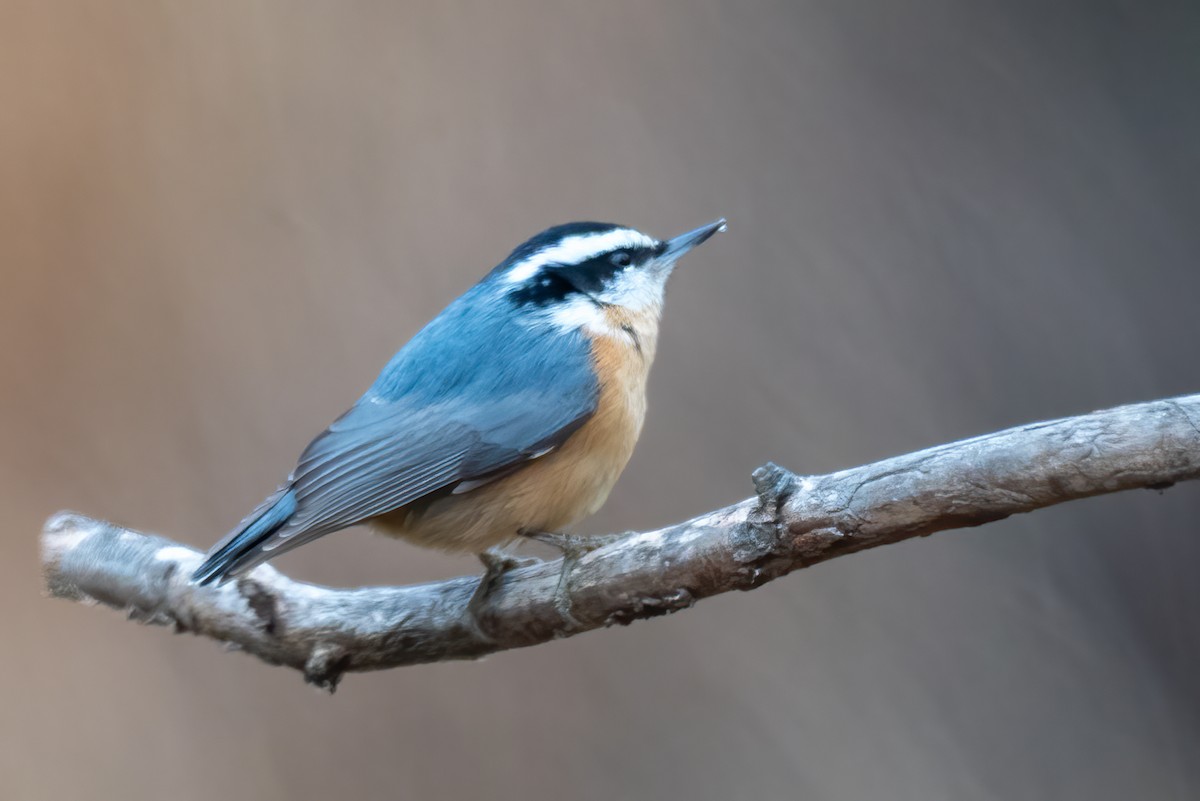 rustspettmeis - ML646474724