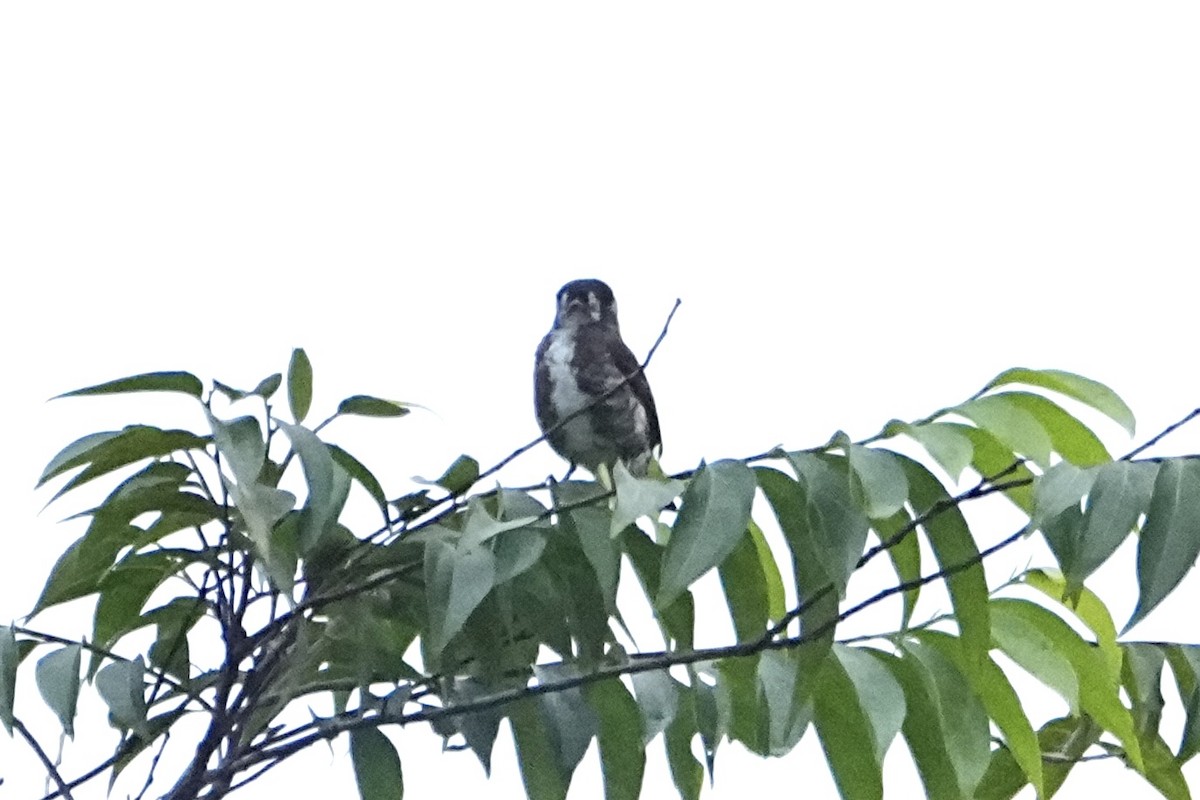 White-browed Purpletuft - ML646474726